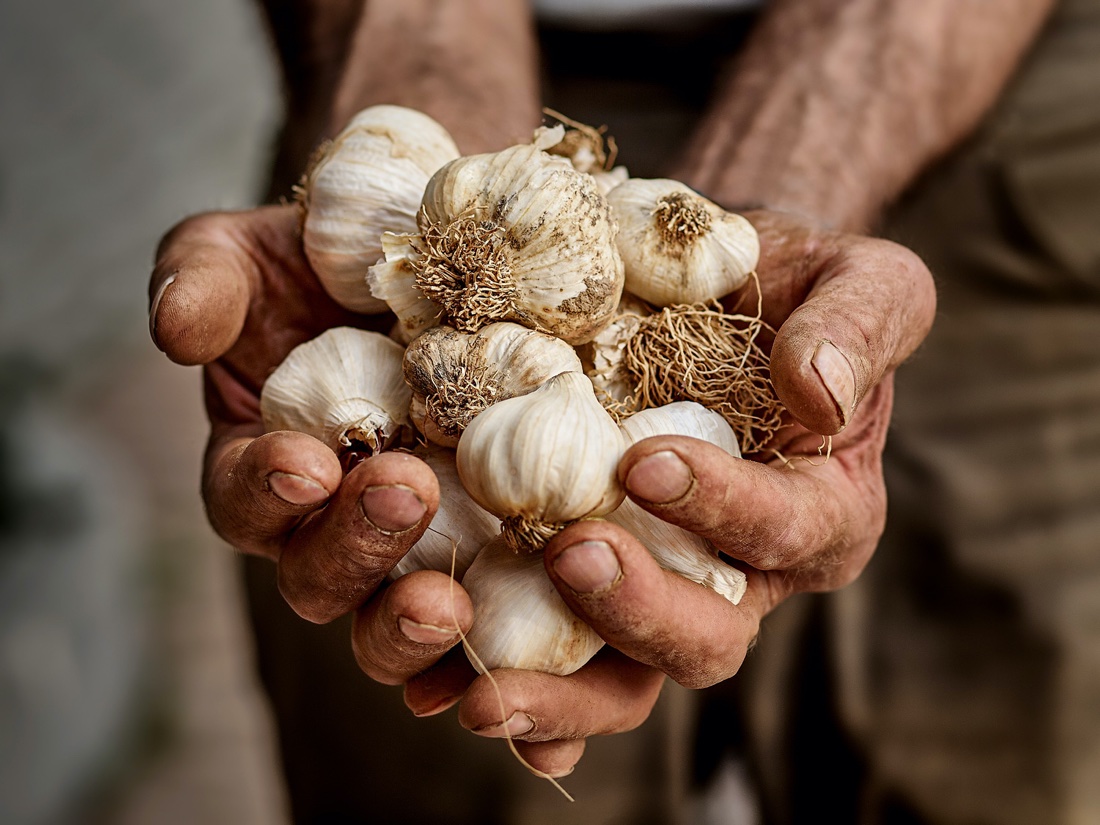 Aglio di Caraglio, la digeribilità di un rimedio antico - Bubble's Italia