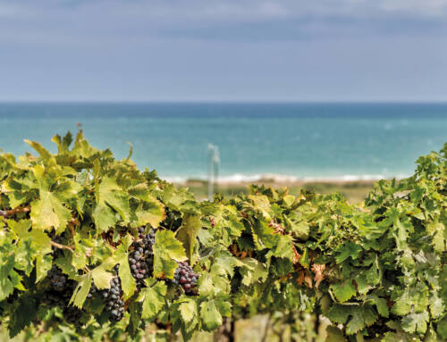 Sorsi d’Abruzzo  • Bubble’s on tour