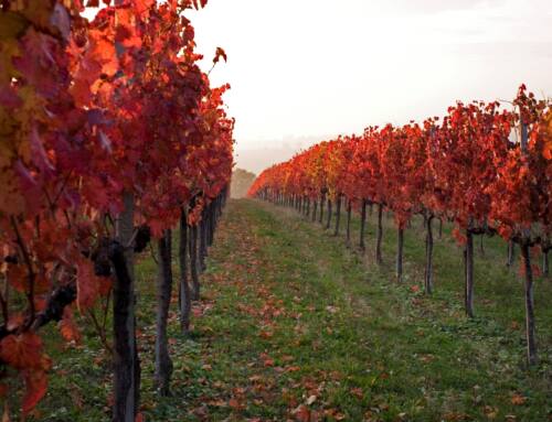 Sorsi di Umbria • Bubble’s on tour